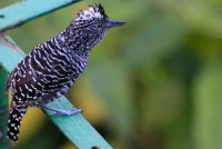 Thamnophilus doliatus